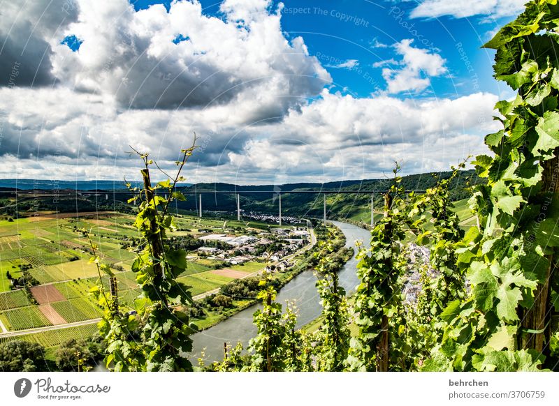 weintraum Hunsrück Moseltal Sonnenlicht Mosel (Weinbaugebiet) Flussufer Wege & Pfade Idylle Ruhe Rheinland-Pfalz Abenteuer Berge u. Gebirge Wolken