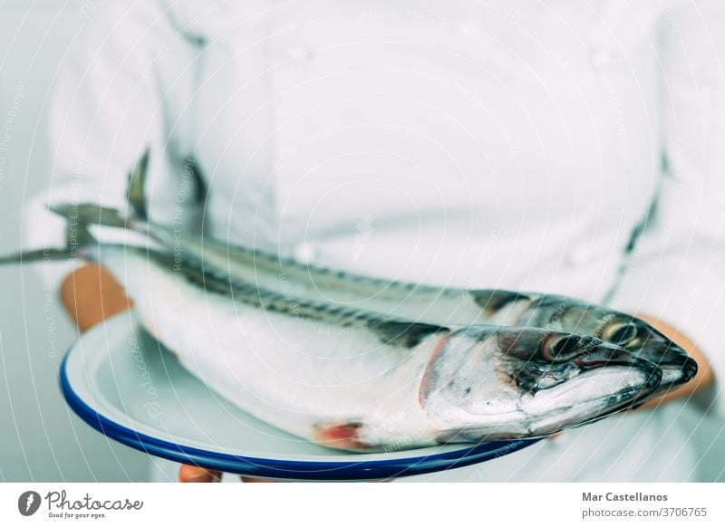 Frau in Kochmontur zeigt ein Gericht mit frischem Fisch. Konzept der Küche. Küchenchef Makrele Speise Hand Person professionell natürlich Tierwelt Meeresfrüchte