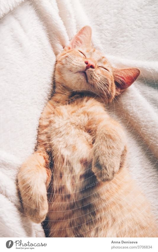 Süßes Ingwer-Kätzchen schläft Katzenbaby niedlich sich[Akk] entspannen auf der Rückseite Decke Haustier Baby heimwärts gemütlich Komfort aussruhen fluffig