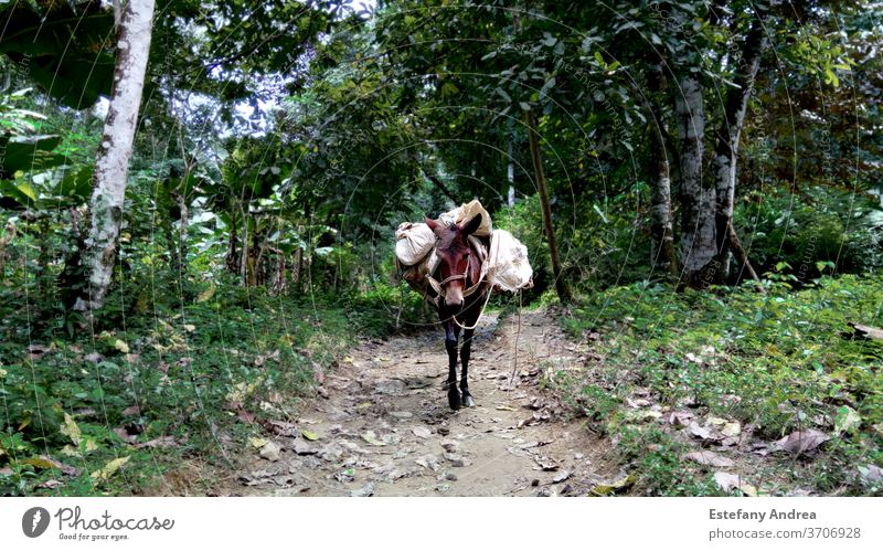 Esel bei der Arbeit im kolumbianischen Tropenwald arbeiten tropisch Wald Natur Spaziergang laufen grün Latein südamerika