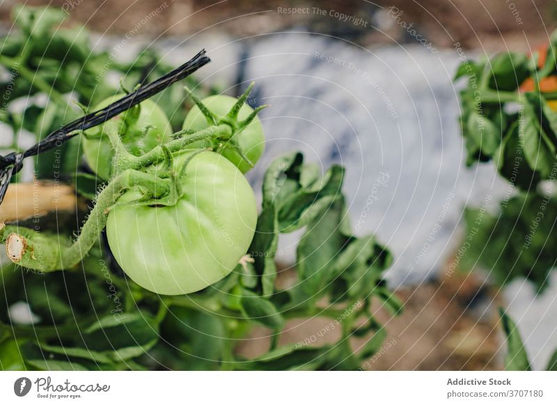 Tomatenpflanzen wachsen im Garten grün Gemüse organisch Ackerbau Bauernhof natürlich kultivieren Pflanze Lebensmittel Ernte unreif Agronomie Ackerland Feld