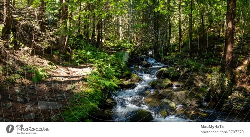 Gebirgsfluss neben einem Pfad im Wald Berge u. Gebirge Saison Sommer Fluss Bäume Vegetation Panorama Natur Landschaft schön im Freien grün Baum Holz
