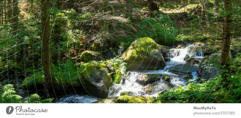 Gebirgsfluss neben einem Pfad im Wald Natur Farbfoto Landschaft Baum Wasser Fluss Außenaufnahme Tag grün Sommer Saison Pflanze Schatten