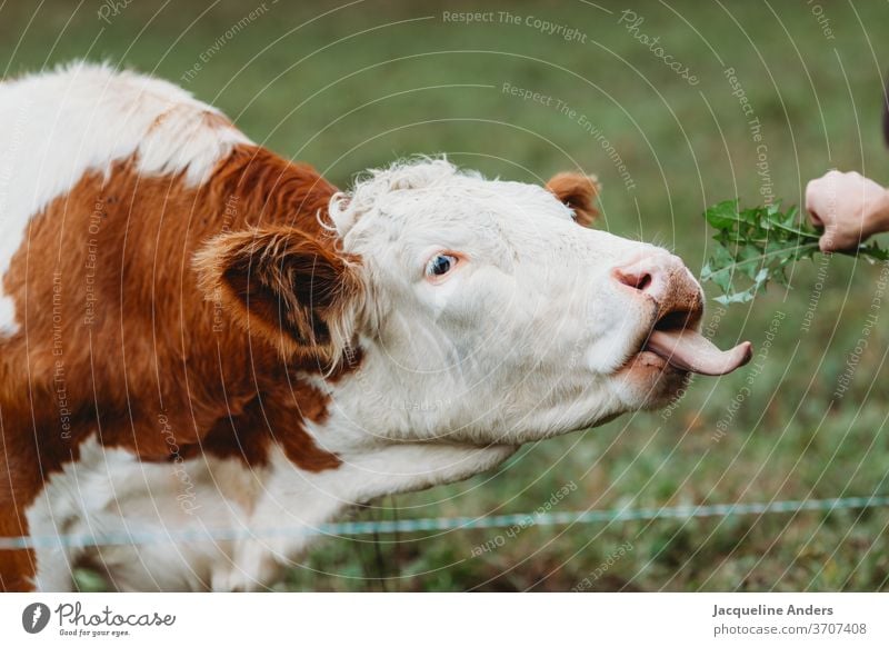 Kuh auf der Weide wird mit Löwenzahn gefüttert Wiese füttern Zunge Tier artgerecht Freilandhaltung glücklich Nutztier Natur Farbfoto Tierporträt Landwirtschaft