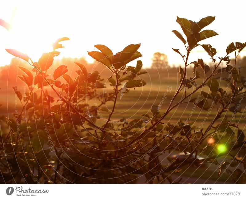 SONNE | BUSCH Blende Sträucher Gegenlicht Grünpflanze Blatt Sonne hell