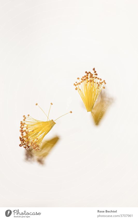 Blütenstempel vom kanadischen Johanniskraut zwei gelb Hypericum kalmianum kanadisches Johanniskraut Nahaufnahme Pistill Makroaufnahme zugewandt Natur