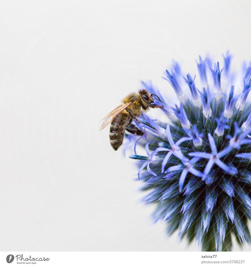 blaue Kugel mit Biene Blume Honigbiene Kugeldistel Natur Makroaufnahme Blüte Sommer Nektar Insekt Pflanze Garten Duft Blühend Nutztier fleißig bestäuben Pollen