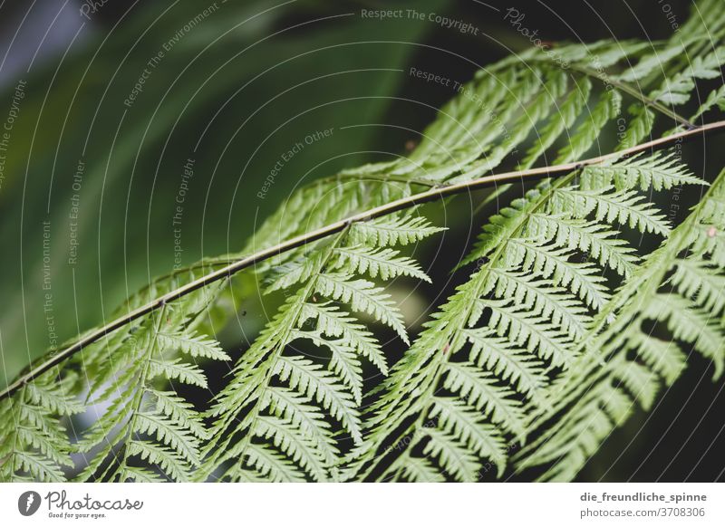 Blätter im Wald III Baum grün Azoren trocken Klimawandel Natur Außenaufnahme Menschenleer Pflanze Tag Landschaft Blatt Schönes Wetter Umwelt symmetrie Schatten