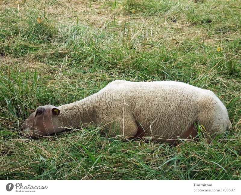 Pause - jetzt! Schaf Pause machen schlummern Tier Erholung Natur ruhig Gras Wiese Menschenleer liegen schlafen grün