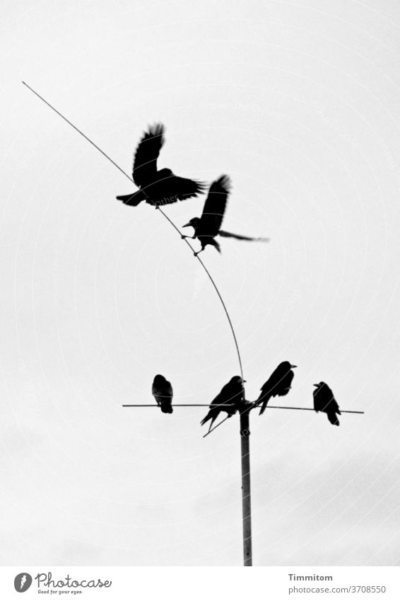 Vogeltanz vor mäßig interessiertem Publikum Rangordnung klären 6 Antenne dünn biegsam sitzen fliegen landen kämpfen spielen Tier Außenaufnahme Menschenleer
