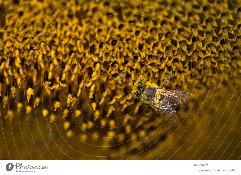 lebensnotwendig | Bienen Natur Blume Sonnenblume Pflanze Blüte Pollen Nektar Insekt Honigbiene Sommer gelb fleißig Duft Garten Blühend bestäuben Makroaufnahme