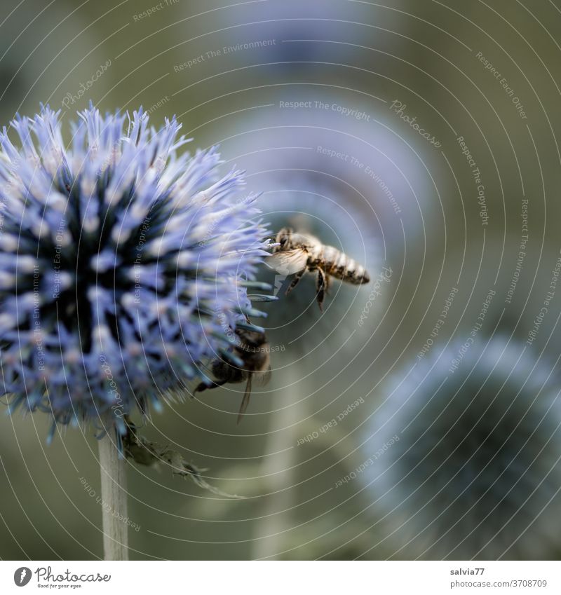 dynamisch | von Blüte zu Blüte Honigbiene Kugeldistel fliegend Natur Biene Blume Pflanze Insekt fleißig Garten Duft Sommer bestäuben Schwache Tiefenschärfe