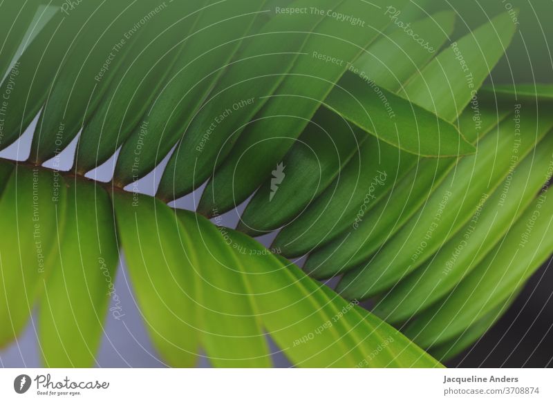 Nahaufnahme von einem Palmenblatt Blatt Pflanze grün Natur Detailaufnahme Außenaufnahme Grünpflanze Farbfoto Palmenwedel Muster Strukturen & Formen Details