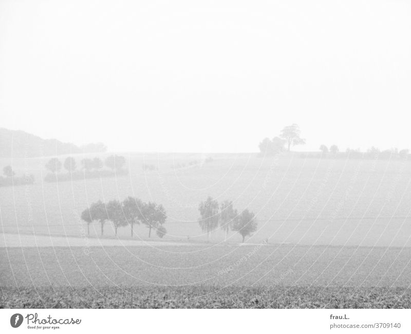 Langsam verblassen die Erinnerungen an die Felder, Büsche und Bäume und an den kleinen Wald. Landschaft Natur Niedersachsen Landwirtschaft Nebel Sommer diesig