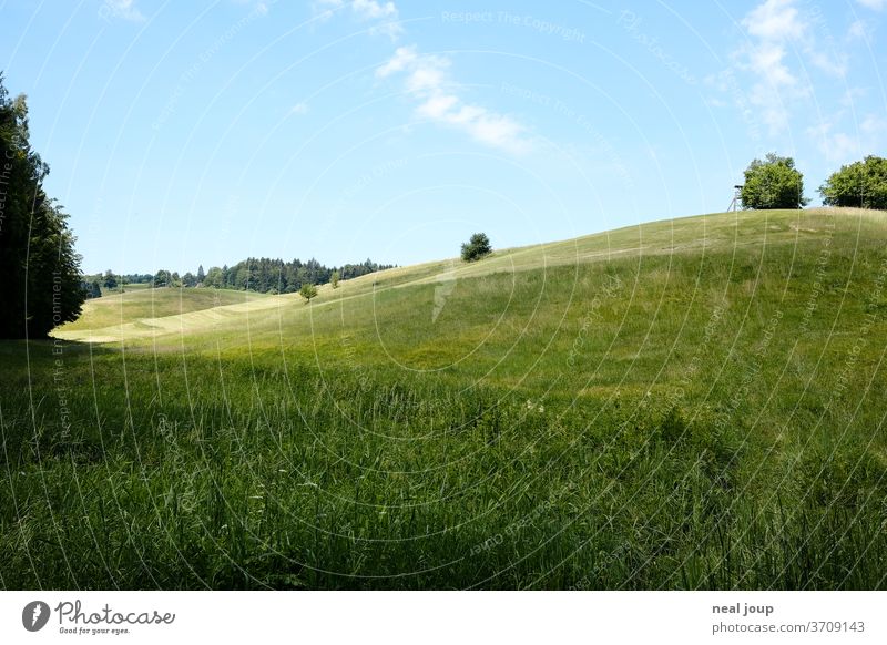 Hügellandschaft, Wildwiese, Sonnenlicht Landschaft Natur Sommer Wiese blauer Himmel Lichtspiel sanft weich Erholung Gras Schönes Wetter Süddeutschland