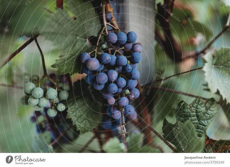 reife und unreife Trauben hängen an der Weinrebe trauben Frucht Natur Weingut Ernte Weinberg Ackerbau Blätter Weintrauben grün rot blau Herbst Weinbau Blatt