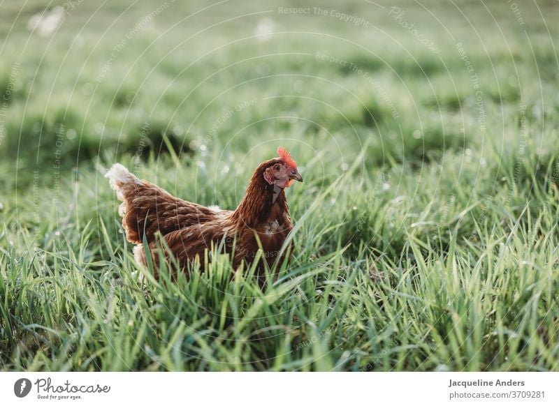 Huhn auf der Wiese in Freilandhaltung gras Henne natürlich Farbfoto Kamm artgerecht Tag Schnabel Federvieh Biologische Landwirtschaft Haustier freilaufend Hahn