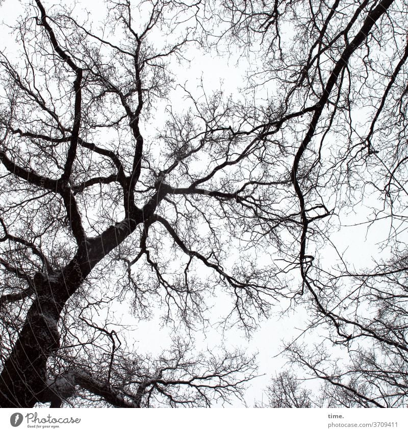 Herbst voraus (10) grau strukur muster silhouette baum Froschperspektive Äste und Zweige Ast zweig baumkrone verzweigt himmel komplex herbst hoch phantasie