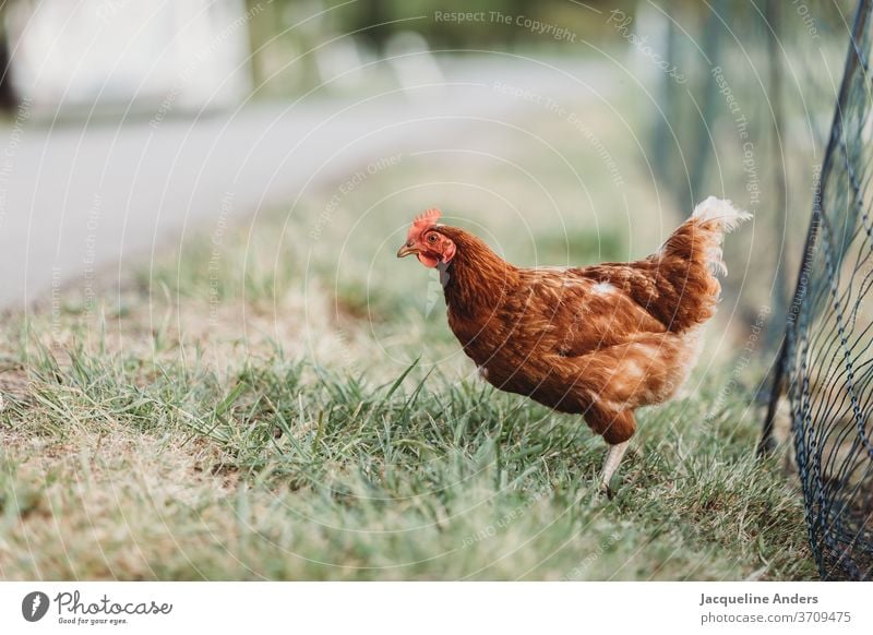 Huhn auf der Wiese in Freilandhaltung wiese zaun Außenaufnahme Landwirtschaft Geflügel eier Vogel Bauernhof Nutztier Tierporträt Natur Ei Haustier freilaufend