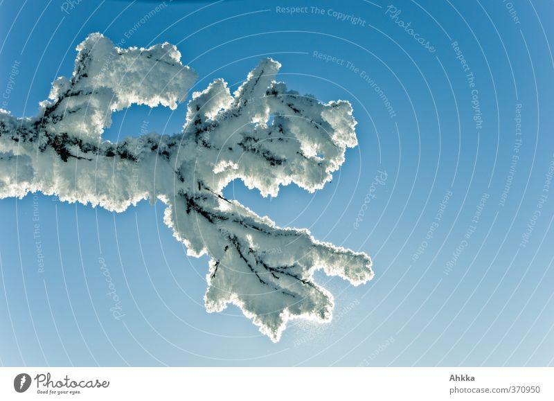 Ein Ast mit riesigen Eiskristallen vor einem neutral blauen Himmel der von unten von der Sonne angestrahlt wird Winter Schnee Natur Baum elegant Unendlichkeit