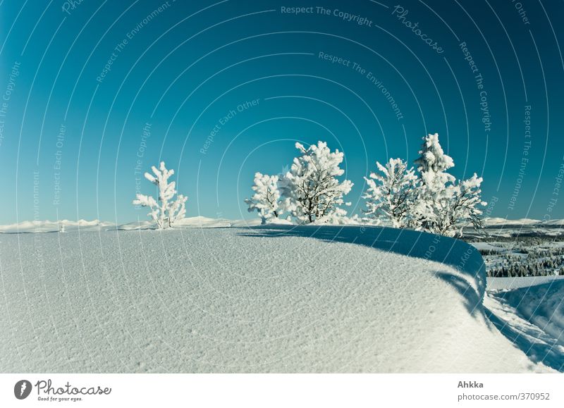 Kleine Bäumchen die aus einer dicken Schneedecke hervorschauen und sich von einem Schatten abheben harmonisch ruhig Natur Landschaft Sonnenlicht Winter Baum