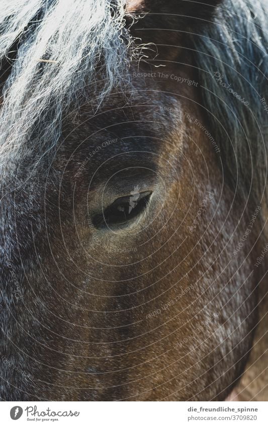 Pferdeblick Auge stolz edel Tier Blick schön Außenaufnahme Farbfoto Kopf Nahaufnahme Pferdekopf Tierporträt Blick in die Kamera Mähne Tiergesicht Natur Nutztier