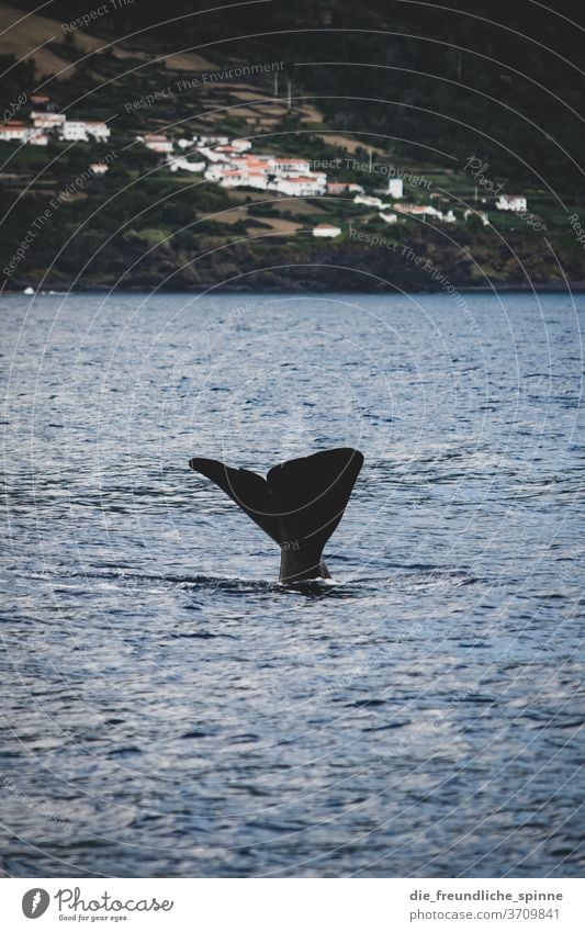 Wal vor Pico Azoren Delfine Portugal Wale Landschaft Außenaufnahme Farbfoto Natur Ferien & Urlaub & Reisen Pottwal Meer Atlantik Walbeobachtung Wildtier