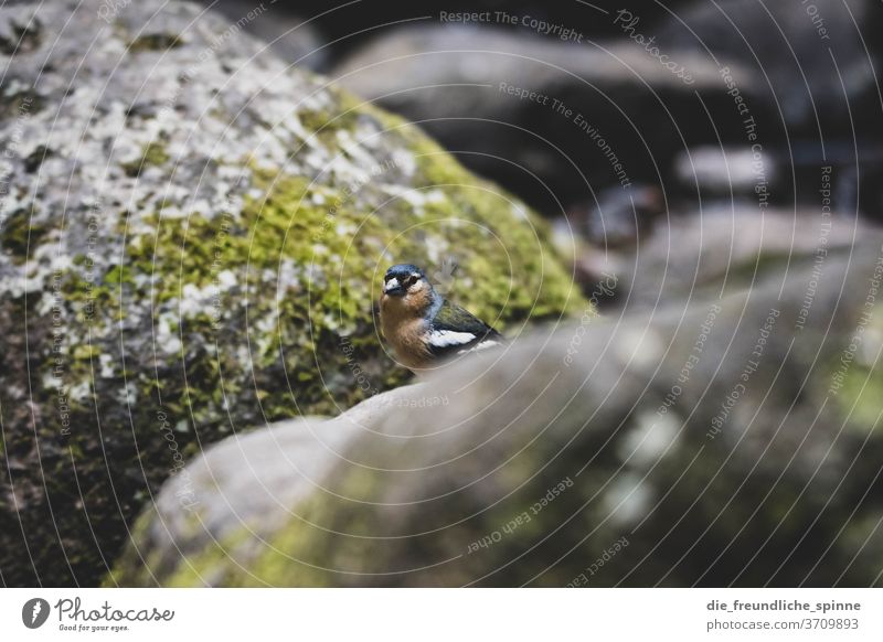 Buchfink auf den Azoren II Azoren-Buchfink Fink Vogel Tier Tierportrait niedlich klein Farbfoto Natur Außenaufnahme Tierporträt Nahaufnahme Baum