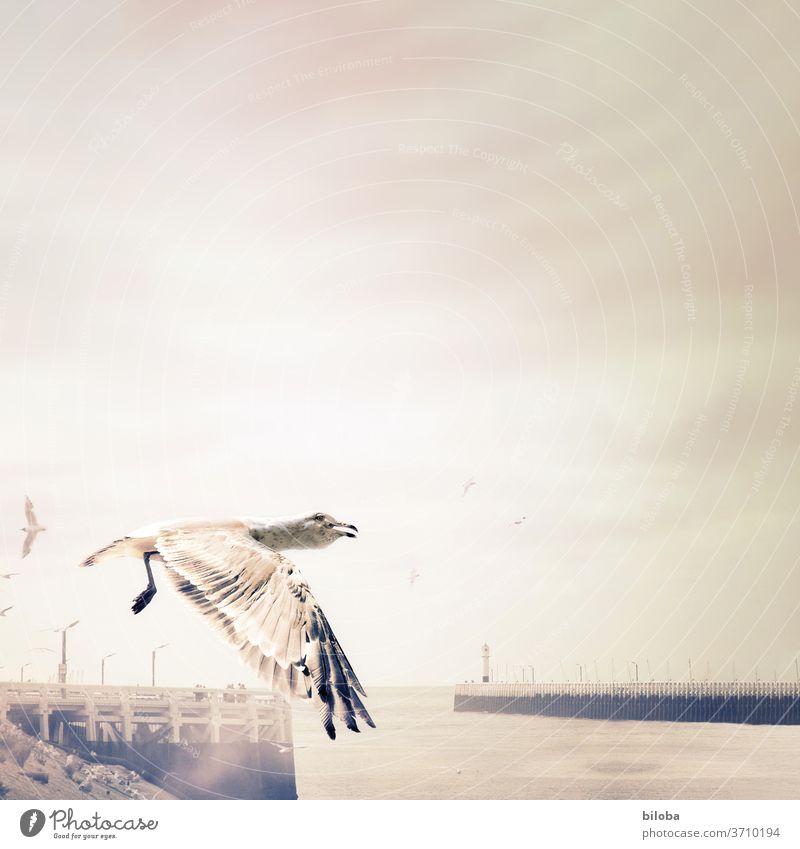 Möwe fliegt im Tiefflug über den Hafen. Möve Meer Nordsee fliegen Leuchtturm Wasser Himmel Vogel Flügel Feder trüb Nebel