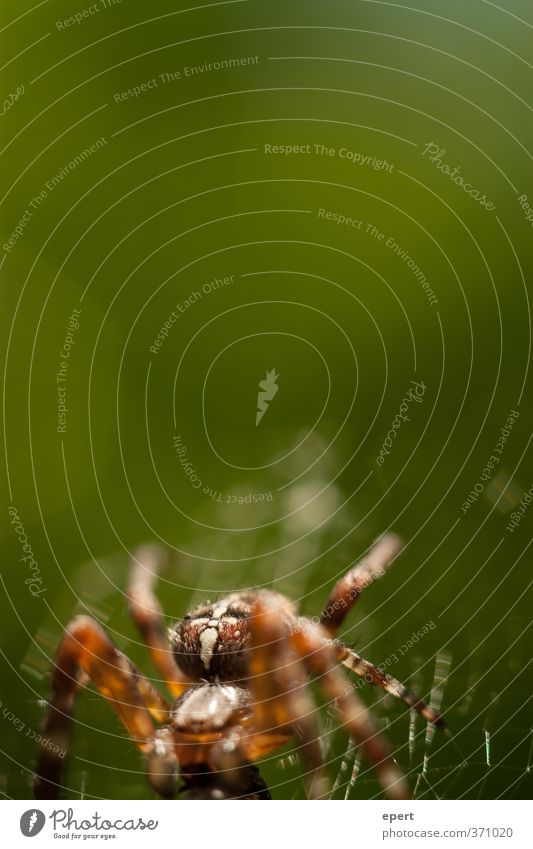 Spinnlein Tier Spinne 1 Spinnennetz Spinngewebe krabbeln ästhetisch Zufriedenheit Natur Farbfoto Außenaufnahme Nahaufnahme Detailaufnahme Menschenleer
