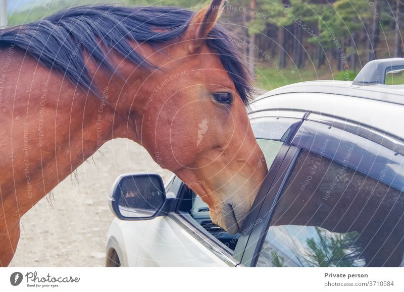Pferd auf der Schotterstraße schaut neugierig in das Auto Bekanntschaft Abenteuer Tier Tierverhalten schön braun PKW prüfen Nahaufnahme Gegenüberstellung