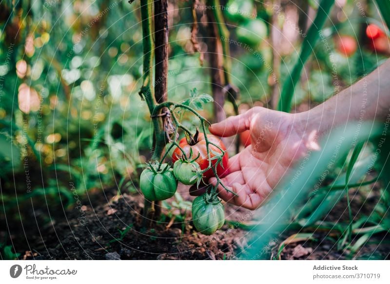 Gärtner erntet Bio-Tomaten im Sommergarten Ernte pflücken abholen Garten organisch natürlich Landwirt Hand rot reif wachsen Gemüse Pflanze Lebensmittel