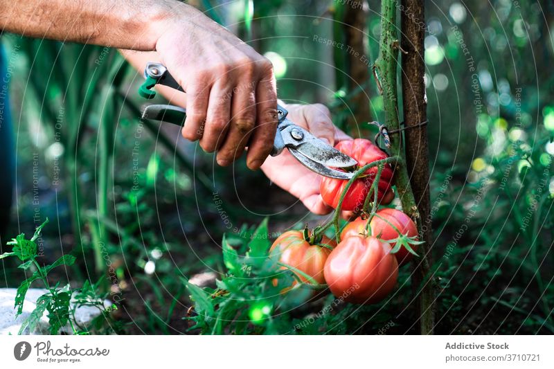 Gärtner erntet Tomaten im Garten Ernte pflücken abholen Schere Werkzeug Landwirt geschnitten rot reif wachsen Gemüse organisch natürlich Pflanze Lebensmittel