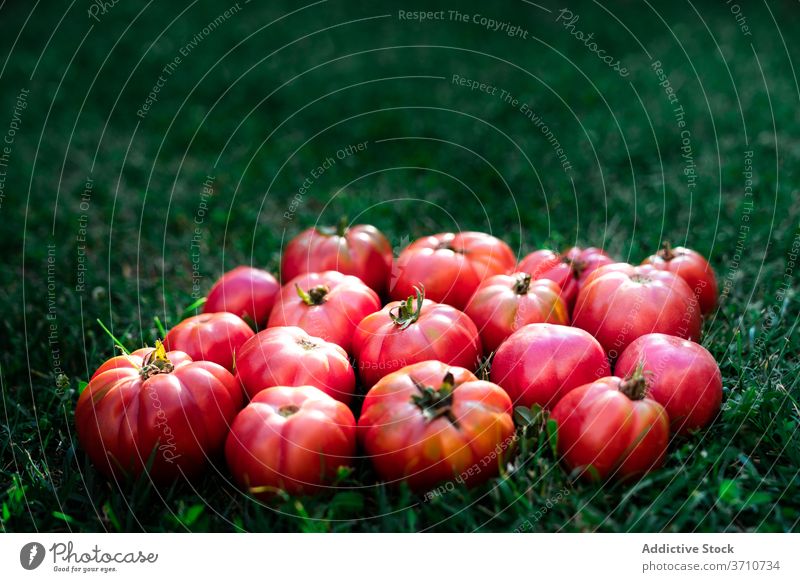 Rote Tomaten auf grünem Gras Ernte Garten rot reif Gemüse organisch natürlich Lebensmittel Saison Sommer Gartenbau vegetieren Umwelt Agronomie Haufen hell