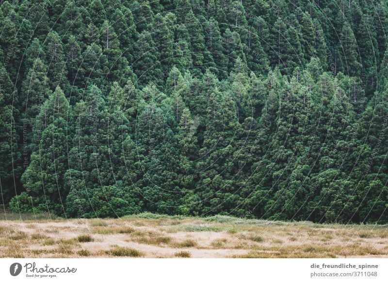 Blick in den Wald II Laubbaum Nadelbaum Mischwald Dürre trocken Klimawandel feld Baum Natur Außenaufnahme Menschenleer Pflanze Farbfoto Umwelt Tag Landschaft