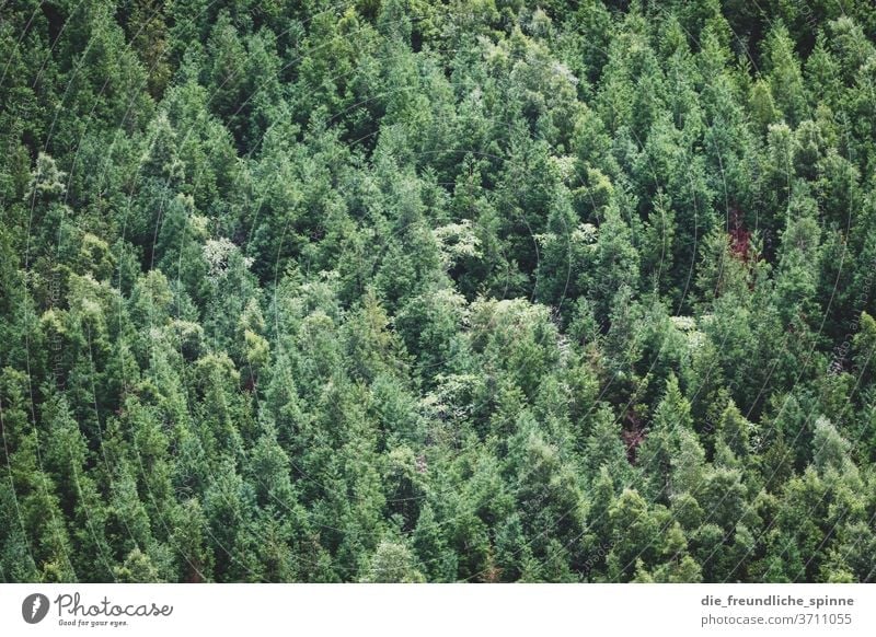 Blick in den Wald I Baum grün Azoren Nadelbaum Laubbaum Mischwald trocken Klimawandel Natur Außenaufnahme Menschenleer Pflanze Tag Landschaft Blatt