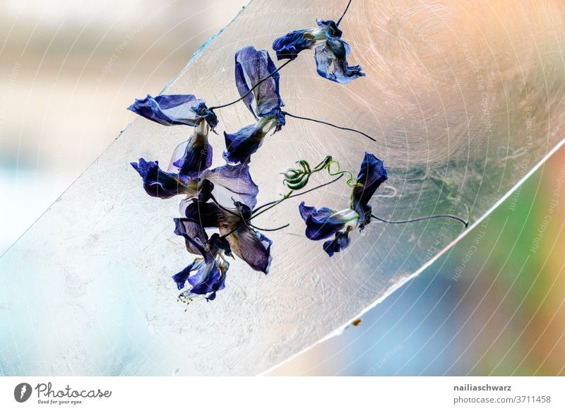 Trockenblumen Delphinium Nahaufnahme Lifestyle blau Blume Pflanze Glasscheibe Schwache Tiefenschärfe trockene Blätter Stillleben Farbe kleben