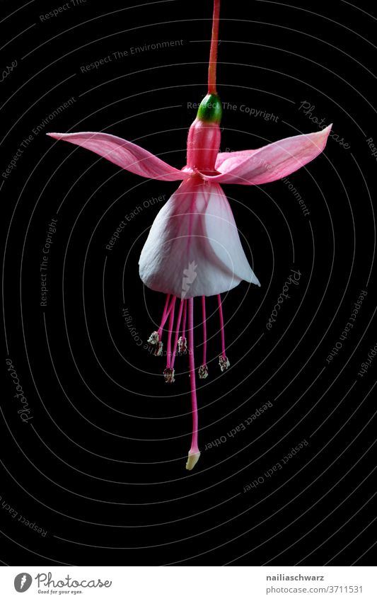 Fuchsien Fuchsienblüten Nachtkerzengewächse Lifestyle studiolicht Studiobeleuchtung Studioaufnahme schwarzer hintergrund Pflanze Blume schön rosa grün Blumen