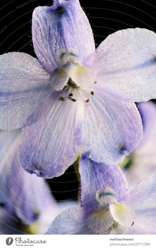 Delphinium schwarz Pflanze schwarzer hintergrund Blume Schnittblume Natur blau Studioaufnahme Studiobeleuchtung Lifestyle blaue Blumen studiolicht Nahaufnahme