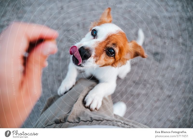 süßer kleiner Jack-Russell-Terrier-Hund, der auf zwei Pfoten steht und seinen Besitzer um Leckerlis bittet. Haustiere im Freien und Lebensstil jack russell