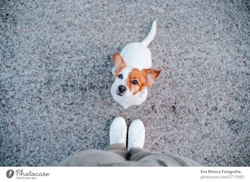 Draufsicht auf den niedlichen Jack-Russell-Hund auf der Straße, der nahe an den Füßen seines Besitzers steht. Haustiere im Freien und Lebensstil jack russell