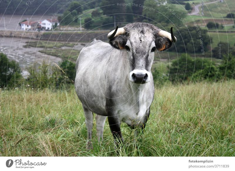 Rind mit grauem Fell und schwarzen Augen Kuh aug in aug Blick in die Kamera Stier Tierporträt Viehzucht dunkle Augen schwarze augen Tiergesicht Rinderhaltung