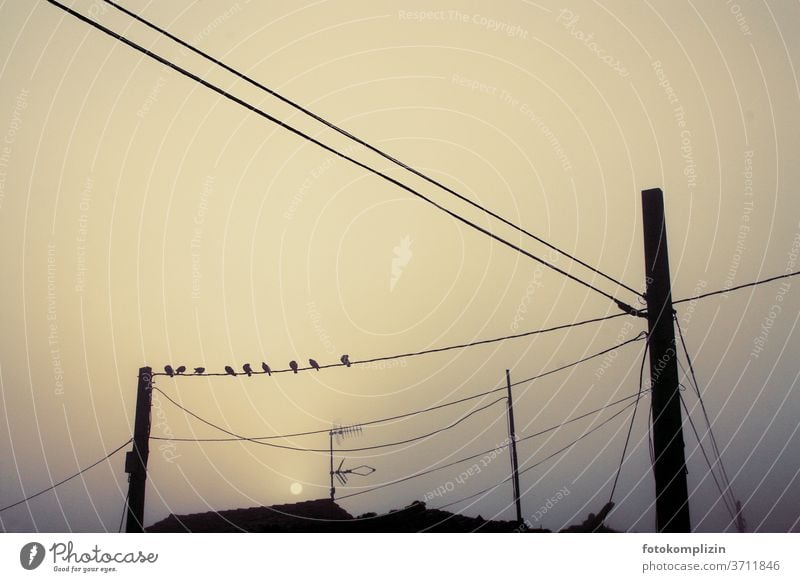 Vögel auf Stromleitung im Nebel und Dämmerlicht stromkabeln Strommast Kabelnetz Laternenpfahl Morgenlicht Mast Morgenstimmung Elektrizität Abendstimmung