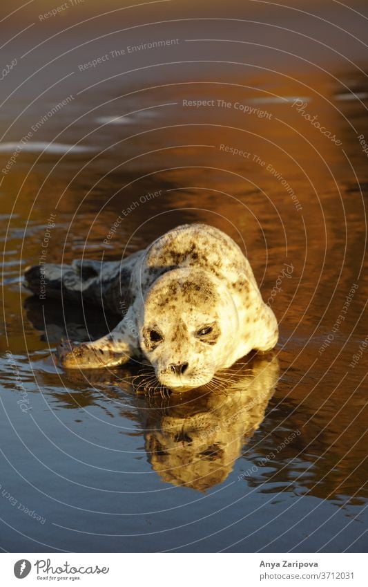 Leopardenrobbe am Strand Siegel Tiere Meer gestrandet Wasser Reflexion & Spiegelung süße Tiere Naturliebhaber Wasserspiegelung Reisefotografie Tierjunges