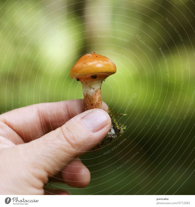 erfüllungsgehilfe Pilz Wald Hand zeigen präsentieren Nahaufnahme Natur