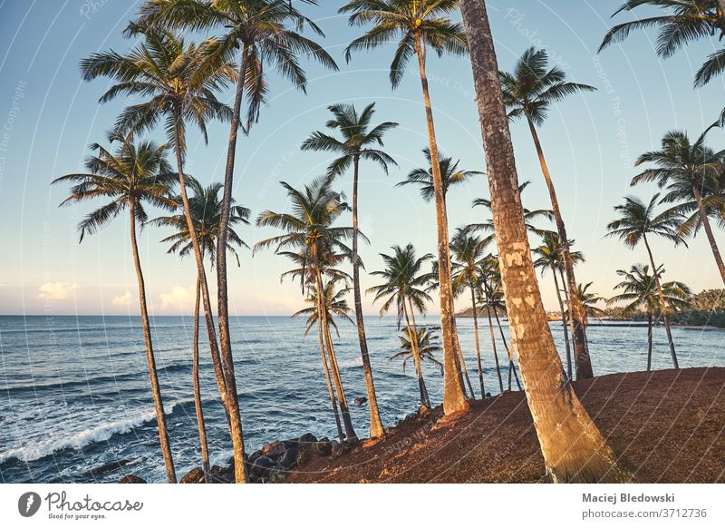 Kokosnusspalmen bei Sonnenuntergang, Sommerferienkonzept. Handfläche Natur MEER tropisch Strand Urlaub Feiertag Himmel gefiltert Einfluss Landschaft reisen Meer