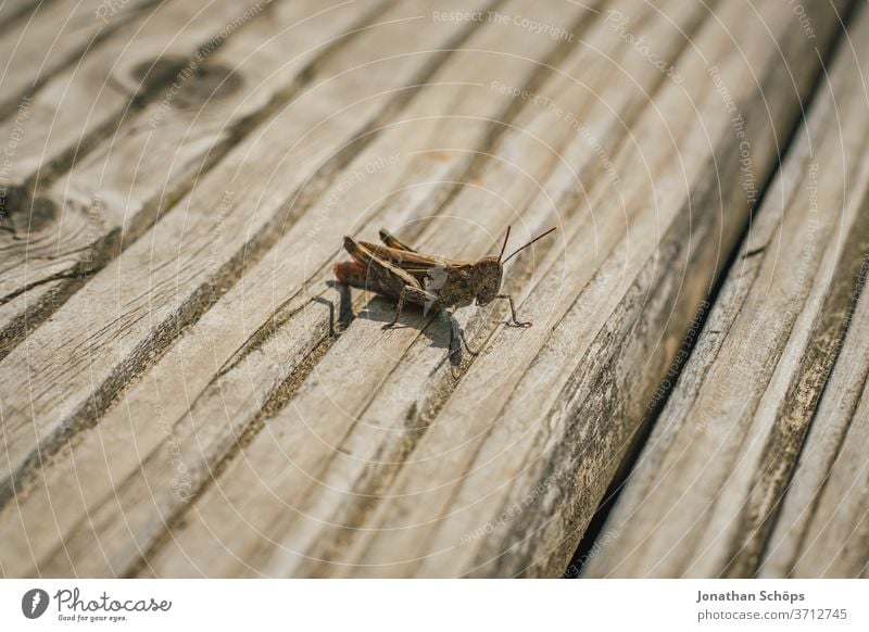 Heuschrecke sitzt auf dem Holzboden Makro Außenaufnahme Bretter Detail Fluginsekt Gliederfüßer Insekt Nahaufnahme Neuflügler Orthoptera Sechsfüßer Sonnenlicht