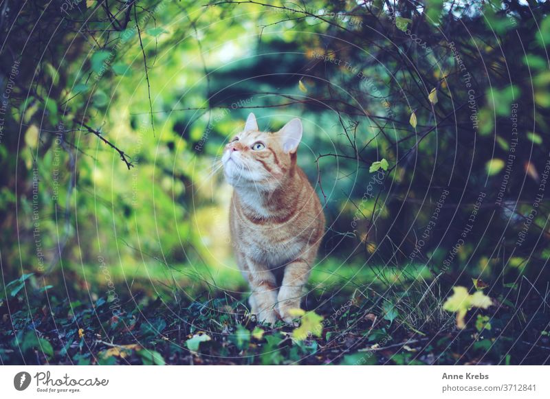 Katze wandelt durch Garten und blickt zum Himmel Haustiere verträumt wandeln Blick nach oben streunend freigänger rothaarig streunende Katze Natur im Freien