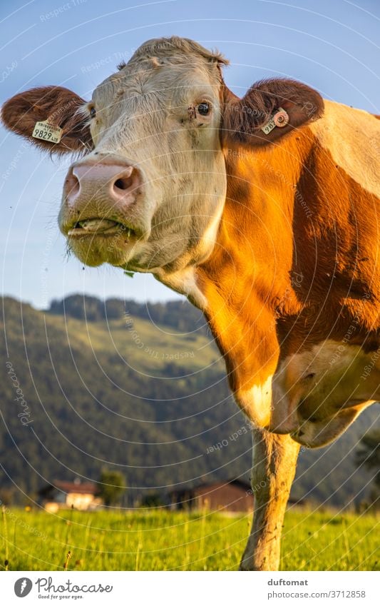 Kuh auf der Weide im Sonnenuntergang Wiese Tier stimmungsvoll Natur Tierporträt Blick in die Kamera Nutztier Rind Landwirtschaft Gras Alm