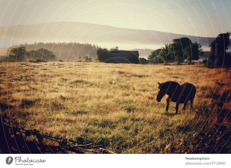 Pferd auf goldener Wiese im Morgennebel Koppel Weide Frühnebel Landschaft Nutztier Natur Tier Gras Morgenstunde goldene stunde goldgelb